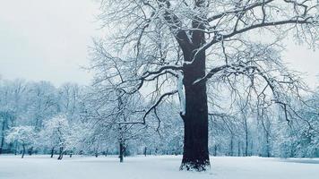 velha árvore em winter park, galhos cobertos de neve foto