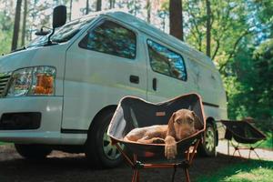 um cão senta-se ao lado de uma confortável autocaravana na floresta da escócia foto