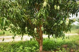 árvore de manga - mangas verdes cruas penduradas na árvore com fundo de folha no pomar do jardim de frutas de verão foto