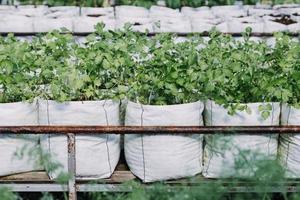 agricultora trabalhando cedo na fazenda segurando cesta de madeira de legumes frescos e tablet foto