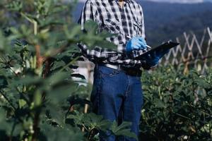 agricultora trabalhando cedo na fazenda segurando cesta de madeira de legumes frescos e tablet. foto