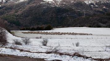 paisagem nevada. rebanho de ovelhas movendo-se para a esquerda foto