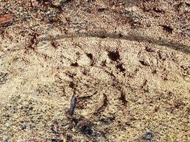 vista detalhada de perto em uma textura de terra de areia marrom foto