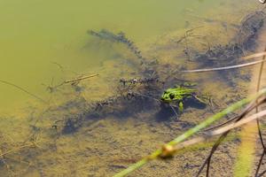 sapo sapo verde nada no lago da lagoa verde na alemanha. foto