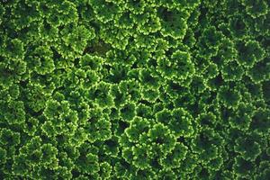 close-up da vista superior de folhas verdes em tons escuros como padrão de fundo natue usando como fundo de papel de parede e conceito de página de capa. foto