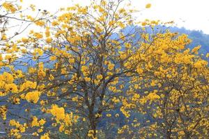 viajar para chiangmai, tailândia. as árvores com flores amarelas desabrochando no jardim perto das montanhas. foto