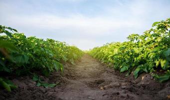 o caminho entre as fileiras da plantação de batata. cultivo de vegetais alimentares. agroindústria. cultivo. organização do plantio no campo. olericultura. agricultura agricultura em terreno aberto. foto