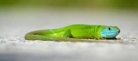 lagarto verde masculino com cabeça azul foto