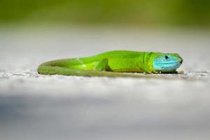 lagarto verde masculino com cabeça azul foto