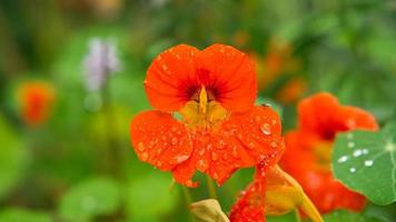 capuchinha em laranja no mato com gotas de orvalho na flor. tempero para saladas foto