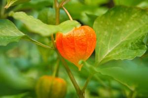 physalis, groselha de cabo paira no mato. fruta laranja com folhas verdes. frutas ricas em vitaminas. fechar do jardim foto