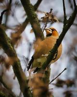 Haw tentilhão em um galho na árvore. pássaro colorido na Alemanha. animal foto