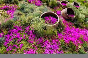 planta de gelo delosperma nos vasos foto