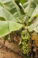 vista na plantação de banana foto