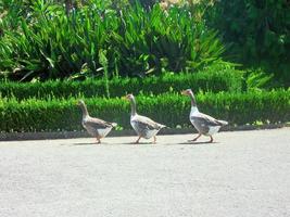 três patos andando em fila única foto