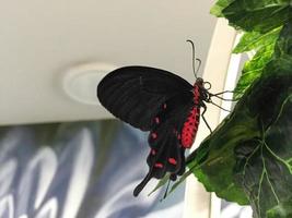 uma vista lateral de uma borboleta preta atrophaneura semperi foto