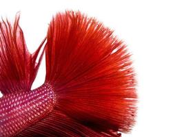 pele closeup textura peixe-lutador-siamês foto