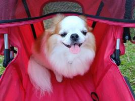 cão bonito raça chihuahua sentado em um sorriso de carrinho vermelho e feliz foto