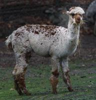 alpaca no zoológico foto