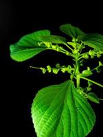 folhas verdes vívidas de acalypha indiano copperleaf em fundo preto foto