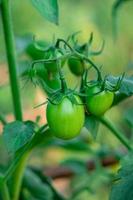 videira fresca de tomate cru com folhas na árvore. foto