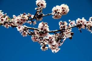 flor de cerejeira sob céu azul claro foto
