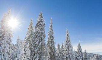 floresta de montanha sob a neve no inverno foto