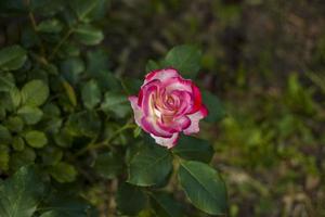 lindas e brilhantes rosas crescem em um canteiro de flores no parque. dê um passeio no parque em um dia de verão e olhe para as lindas flores. foco seletivo, papel de parede floral. foto