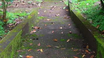 degraus de concreto cobertos de musgo com folhas caídas foto