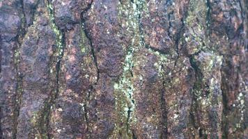 textura de casca de pinheiro como plano de fundo foto