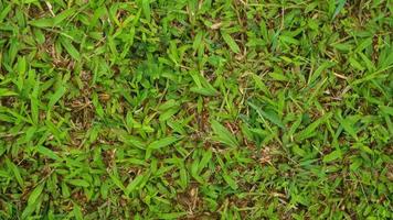 textura de grama verde para o fundo foto