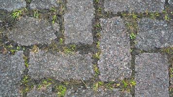 textura de bloco de pavimentação com ervas daninhas nas lacunas como plano de fundo foto