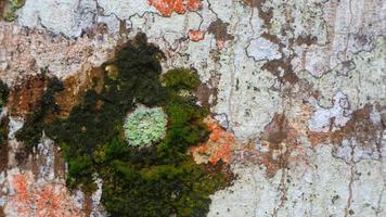 incrível textura de casca de madeira como plano de fundo foto