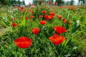 campo de flor de papoula vermelha foto