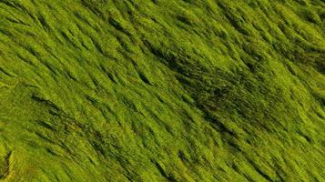 vista aérea do fundo verde da textura do campo do arroz. as plantas de arroz se curvam para cobrir o solo dos ventos das monções. padrão natural da fazenda de arroz verde. acima da vista do campo agrícola. beleza na natureza. foto
