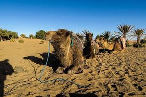 camelos em Marrocos foto