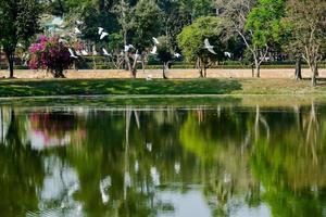 vista para o parque com pássaros voando foto