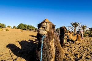 camelos em Marrocos foto