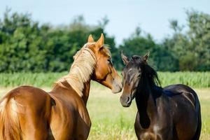 dois belos cavalos foto