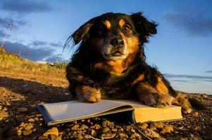 cachorro fofo com livros foto