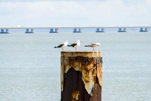 gaivotas em lisboa, portugal foto