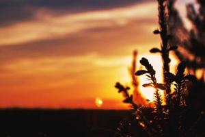 silhueta de ramos de abeto no fim do pôr do sol foto