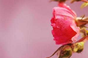 rosa vermelha com gotas de água em um fundo rosa foto