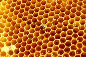 close-up vista da abelha recém-nascida dentro da colmeia no quadro com mel, jovem abelha à procura de comida, vista traseira, metamorfose de abelha dos cárpatos ucranianos foto