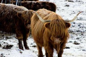 bela vaca vermelha escocesa no inverno, hemsedal, buskerud, noruega, vaca doméstica bonita das terras altas, retrato animal, papel de parede, cartaz, calendário, cartão postal, animal de fazenda norueguês foto