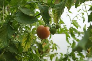 amadurecimento de tomates pendurados entre as folhas em galhos na estufa foto