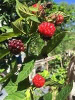 amora é frutífera em meu jardim. a foto foi tirada em um dia ensolarado de inverno.