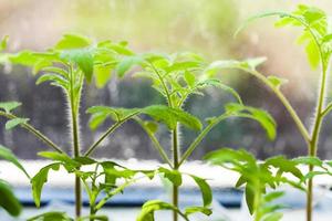 brotos de planta de tomate no peitoril da janela foto