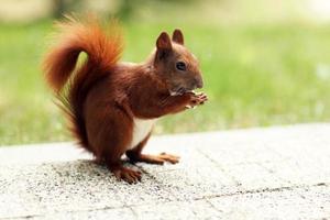 esquilo comendo no verão no parque