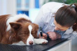 cachorro border collie marrom durante visita ao veterinário foto